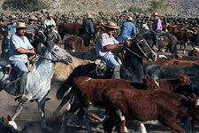 Chile-Central-High Andes Cattle Drive
